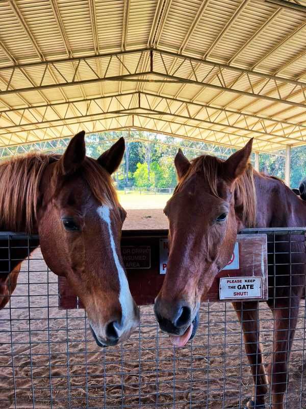 Two Horses Are Standing Next to Each Other in a Fenced in Area — Equine Alliance in Palmwoods, QLD