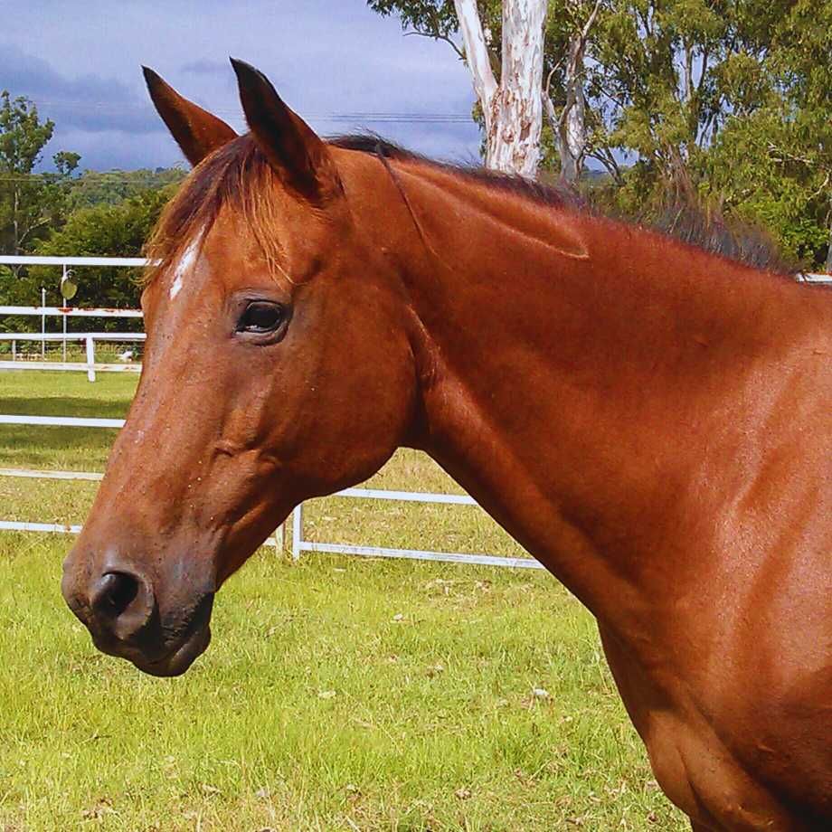 A Brown Horse Standing in a Grassy Field With Trees in the Background — Equine Alliance in Palmwoods, QLD