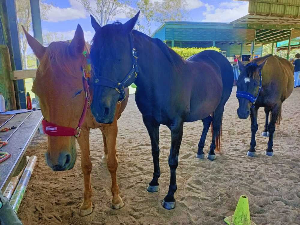 Three Horses Are Standing Next to Each Other in the Dirt — Equine Alliance in Palmwoods, QLD