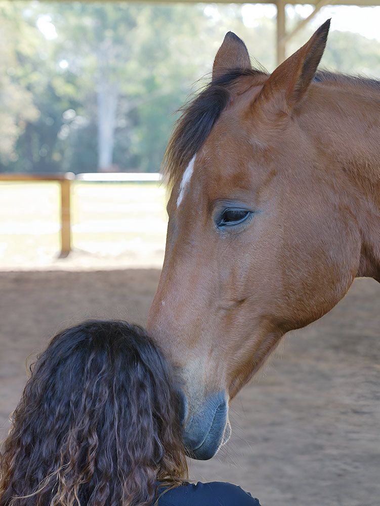 A Woman is Looking at a Brown Horse's Face — Equine Alliance in Palmwoods, QLD