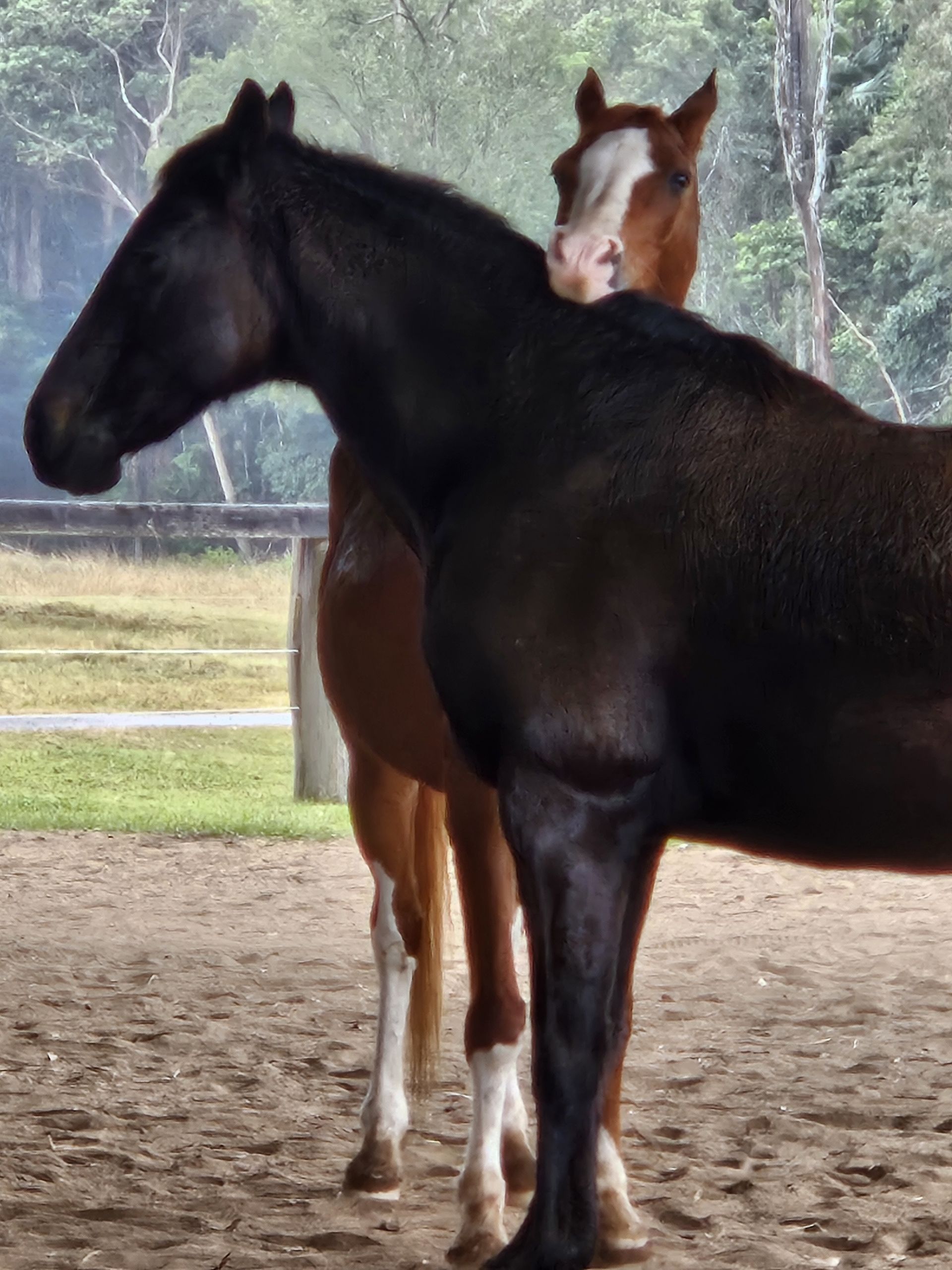 Two Horses Are Standing Next to Each Other in the Dirt — Equine Alliance in Palmwoods, QLD