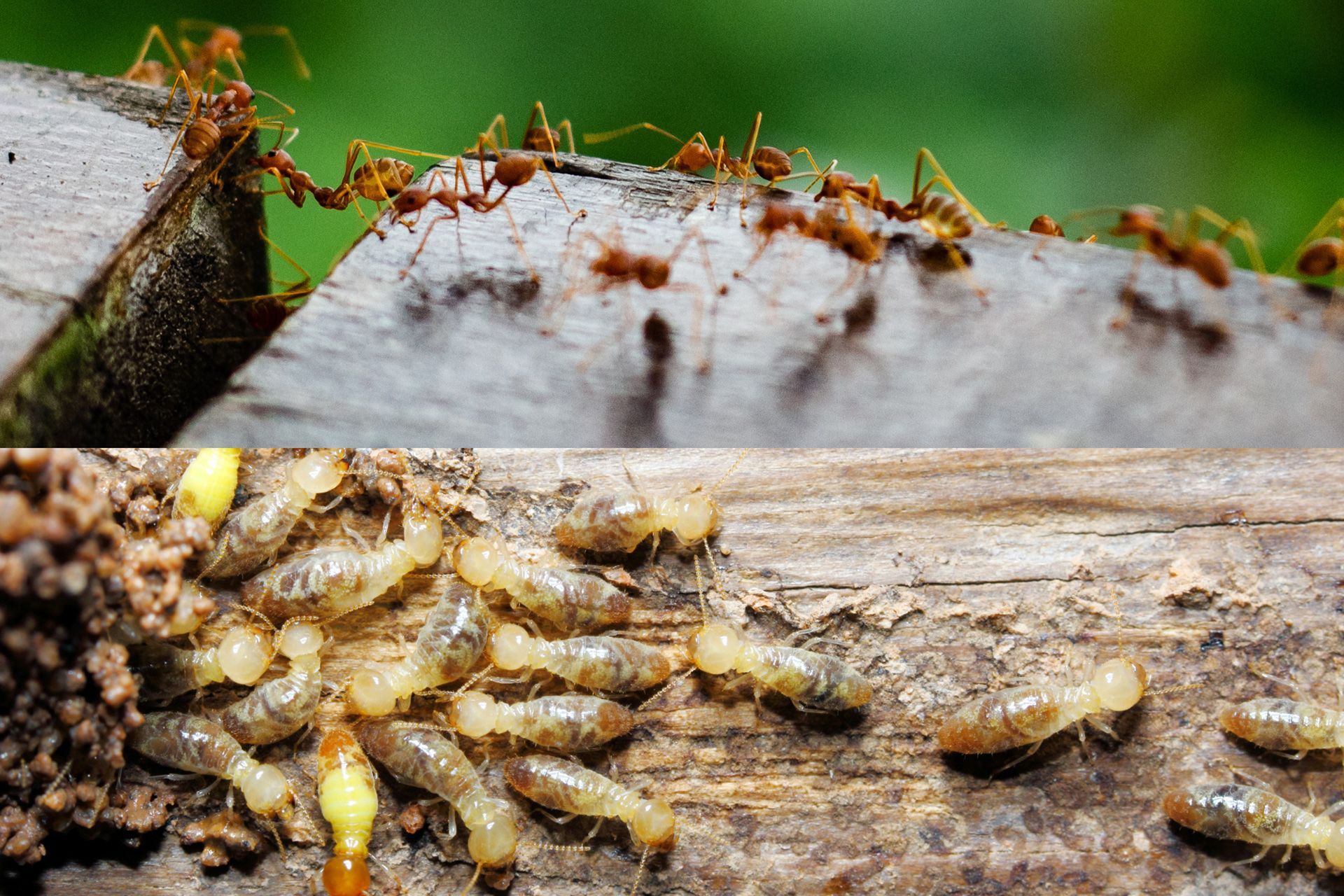 Ant or termite comparison showing wings, antennae, body shape, and damage signs in a Kentucky house.