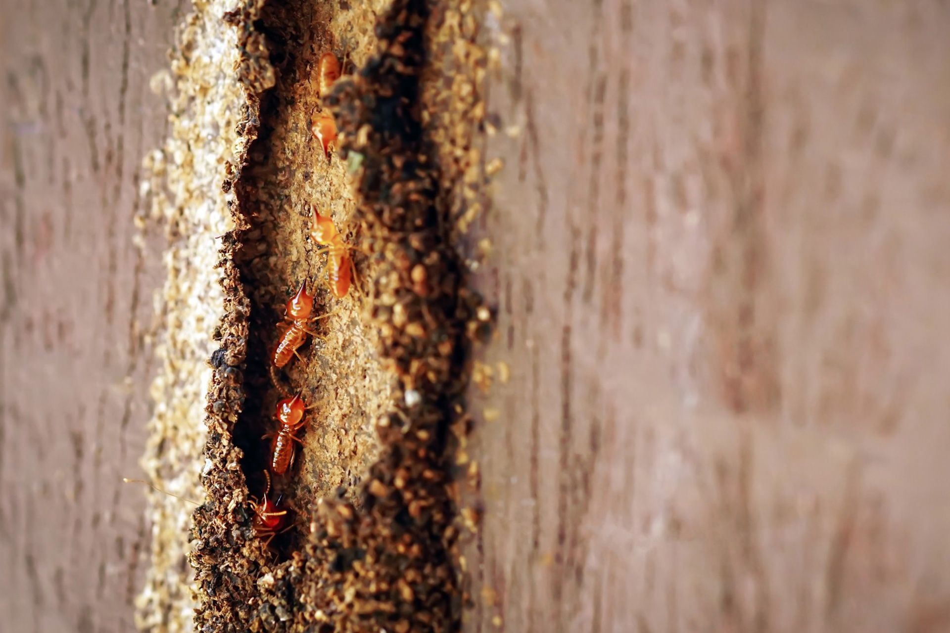 Termites inside Kentucky home wood where faint tapping and clicking sounds may be heard behind walls