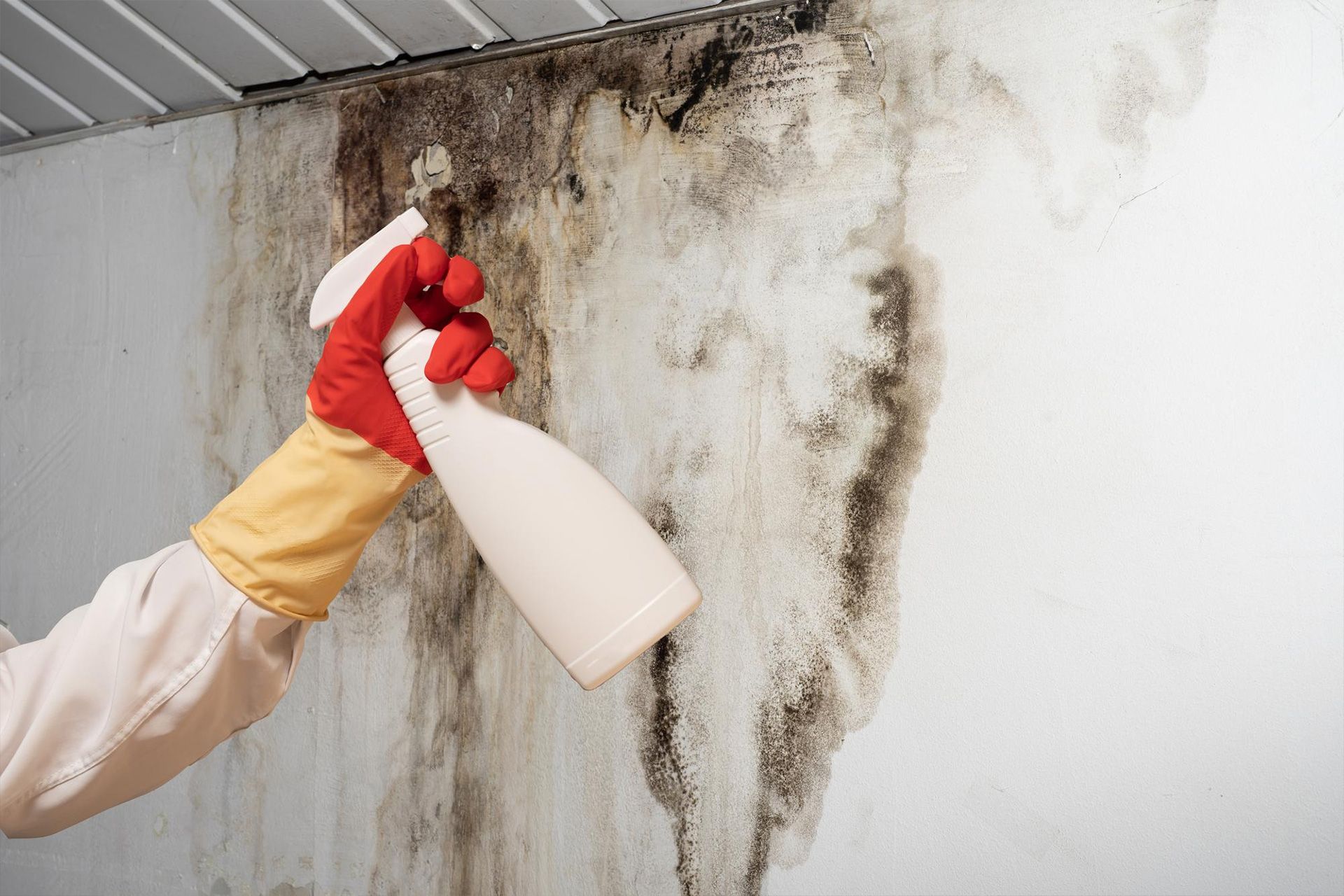 Mold inspection for homeowners