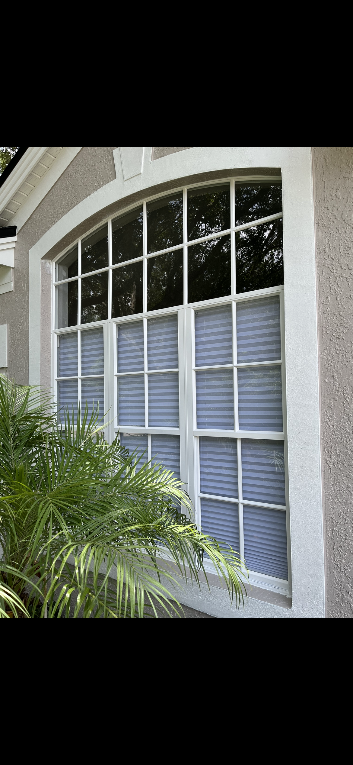 Large, arched window with white trim, gray siding, and a partially visible palm tree.