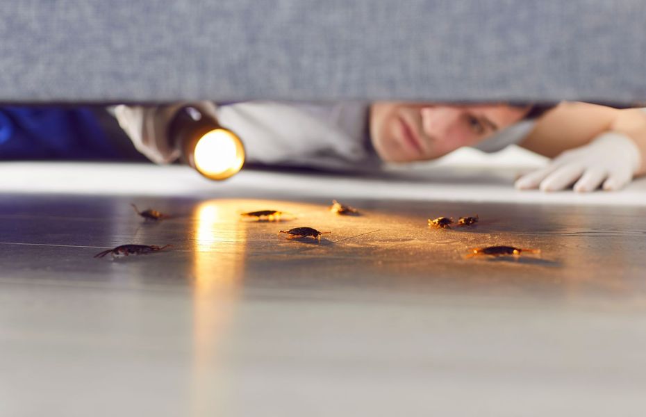 A person in work gloves uses a flashlight to inspect several cockroaches on a dark floor under furniture.