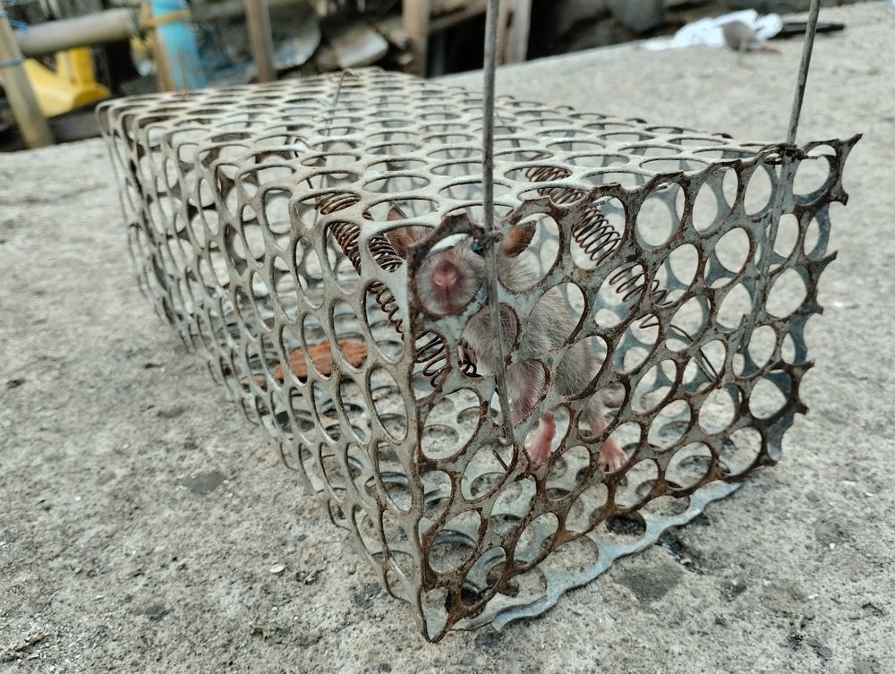 A small brown rodent is trapped inside a rectangular wire cage sitting on a concrete surface.
