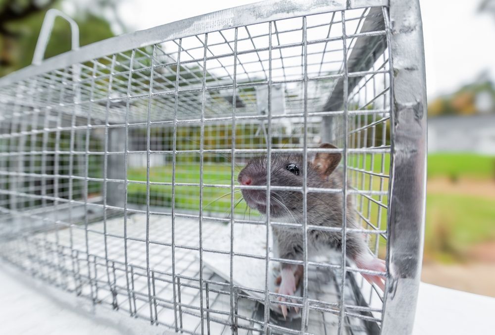 A gray rat looking out from inside a metal wire cage trap, set on a white surface with a blurry outdoor background.