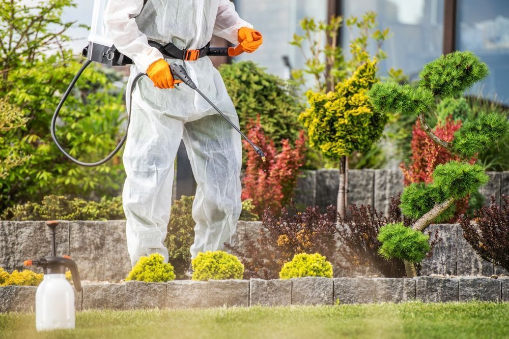 A person in a white protective suit and orange gloves uses a handheld sprayer to treat shrubs in a garden.