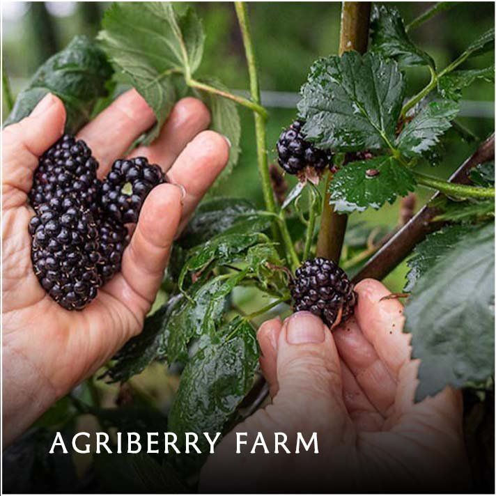 Agriberry