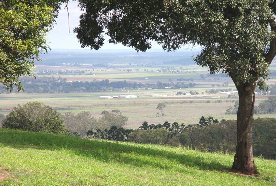 A Tree Stands in The Middle of A Grassy Field — Roll Formed Driveways in Kingaroy, QLD