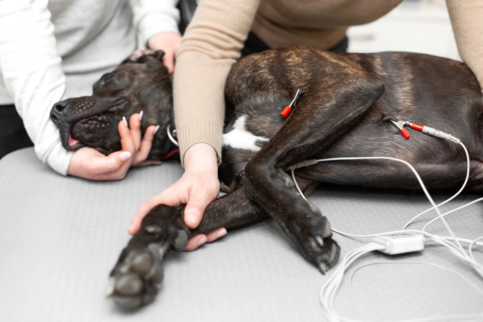 elettrostimolazione cane