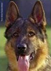 Allevamento Conte di Sarmano Cadoneghe (Padova), cane pastore tedesco