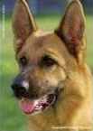 Allevamento Conte di Sarmano Cadoneghe (Padova), cane Barbone