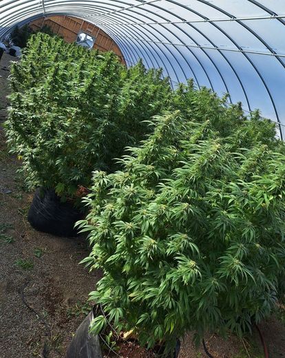 Lush, green cannabis plants growing in black fabric pots inside a greenhouse with an arched frame.