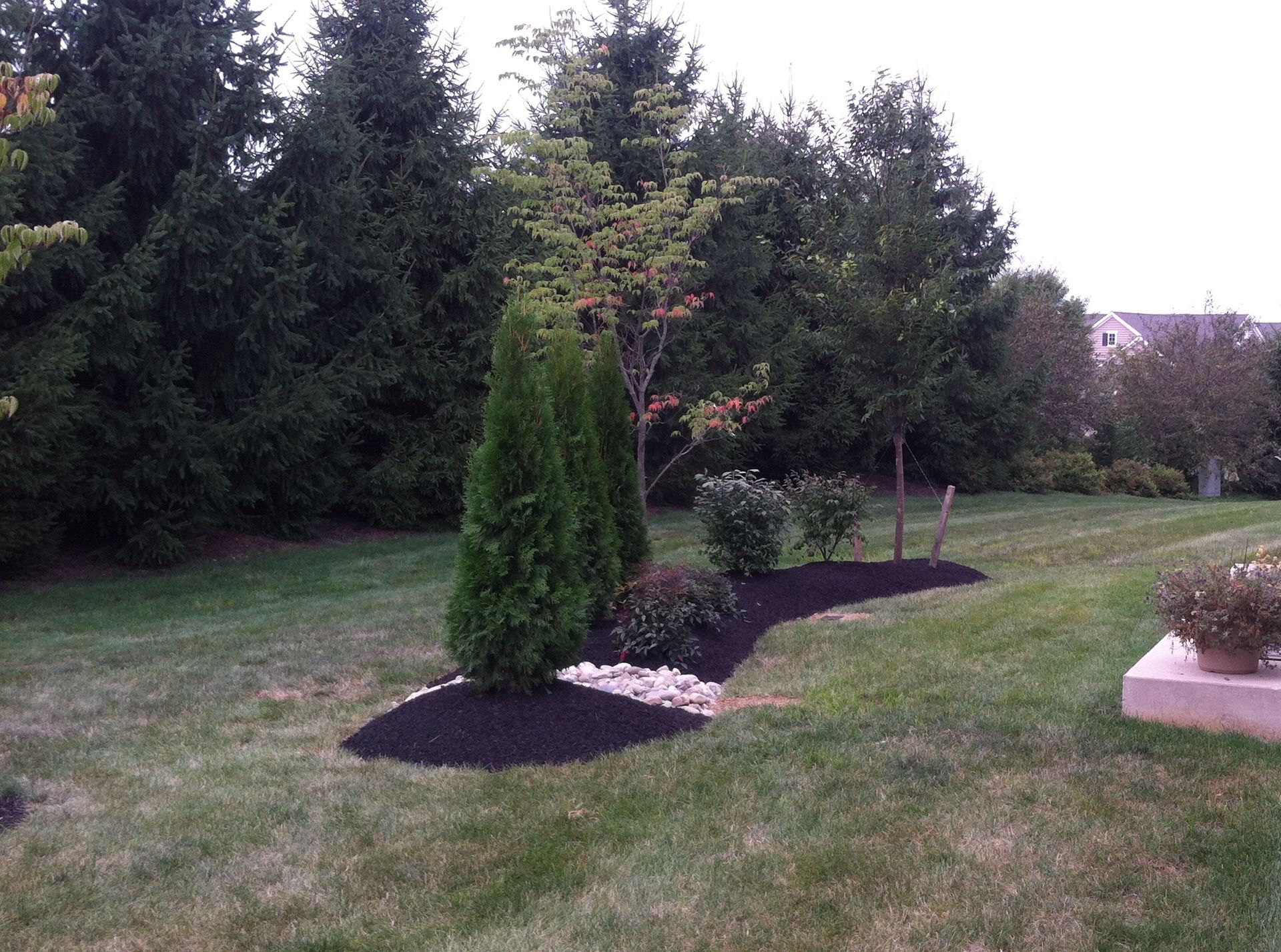 A lush green lawn with trees and black mulch