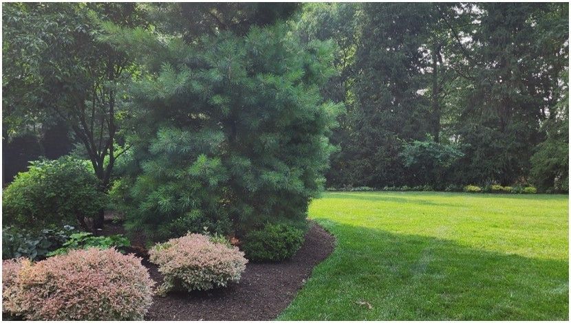 Lush green lawn borders a bed of shrubs and trees, with a large evergreen in the center.