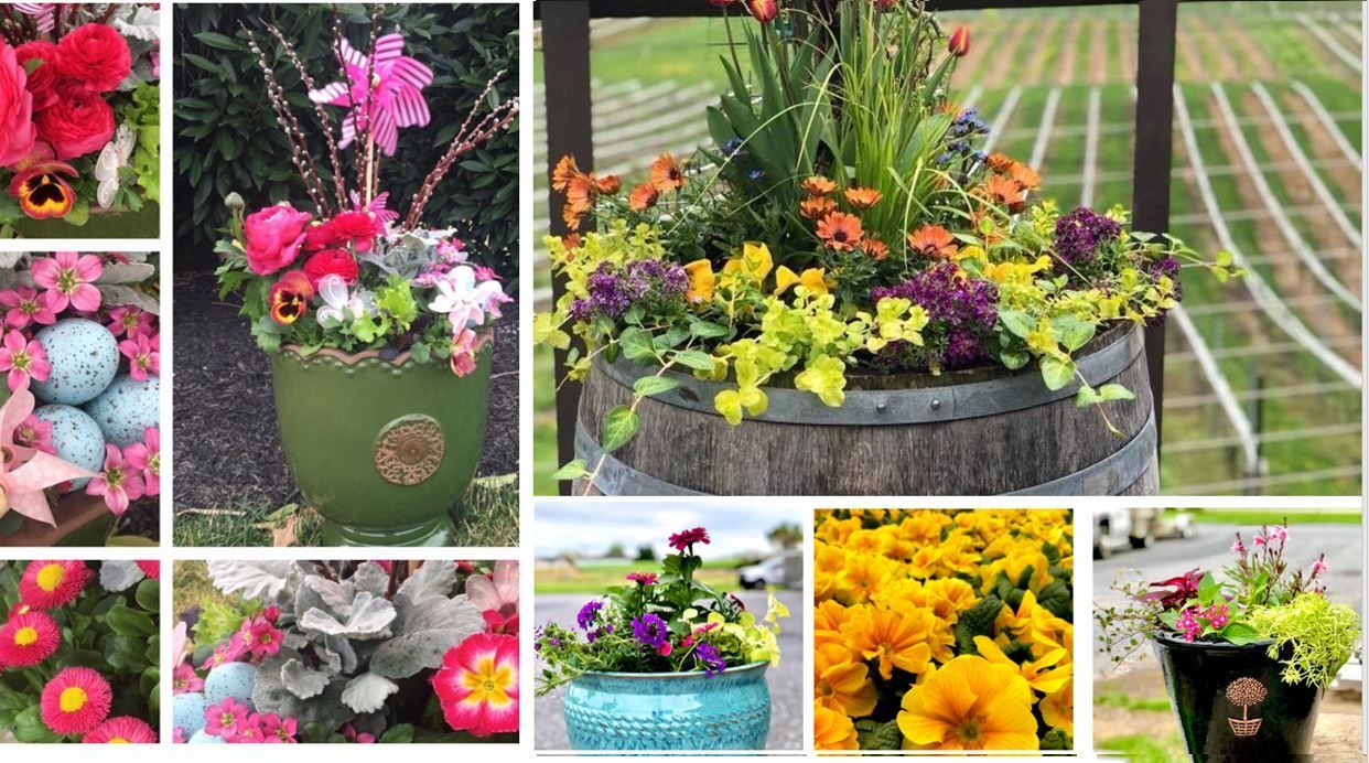 A collage of pictures of different types of flowers in pots.