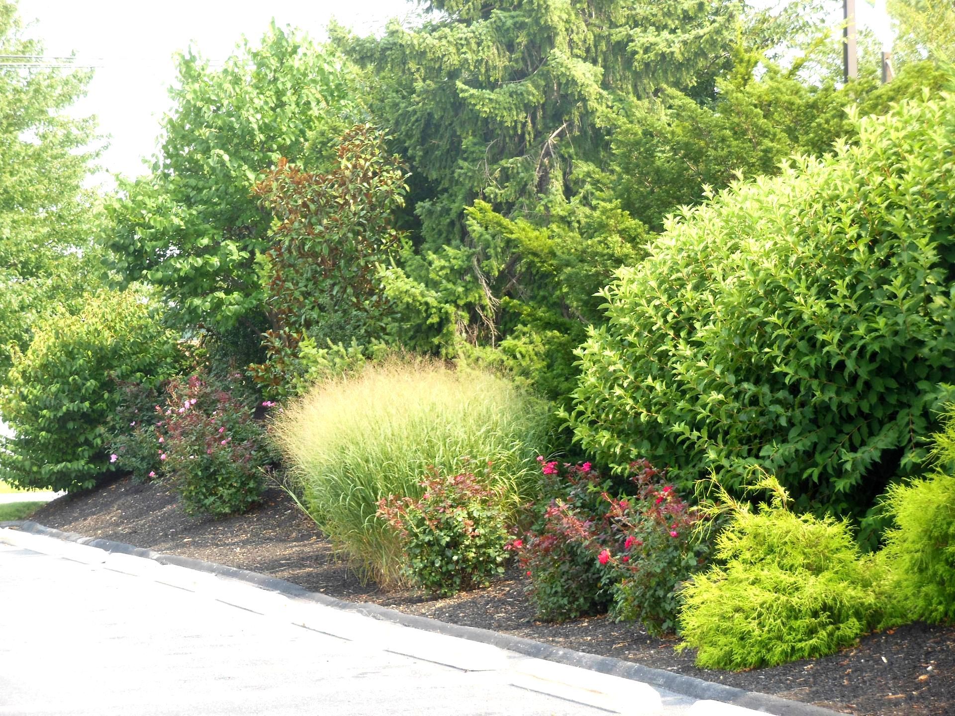Landscaped roadside with lush green shrubs, a pale yellow bush, and pink flowers beside a curb