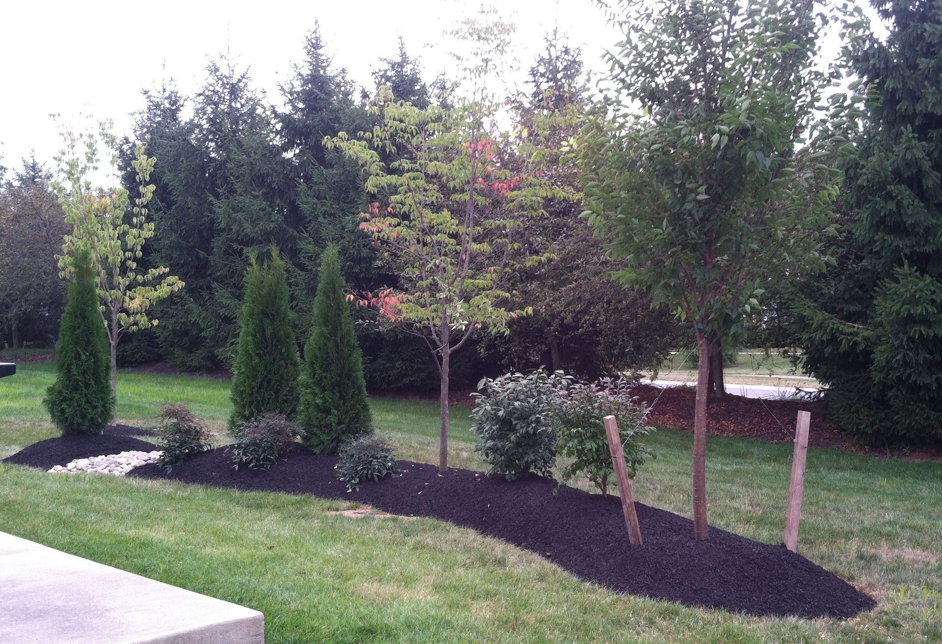 A row of trees and bushes in a yard with black mulch