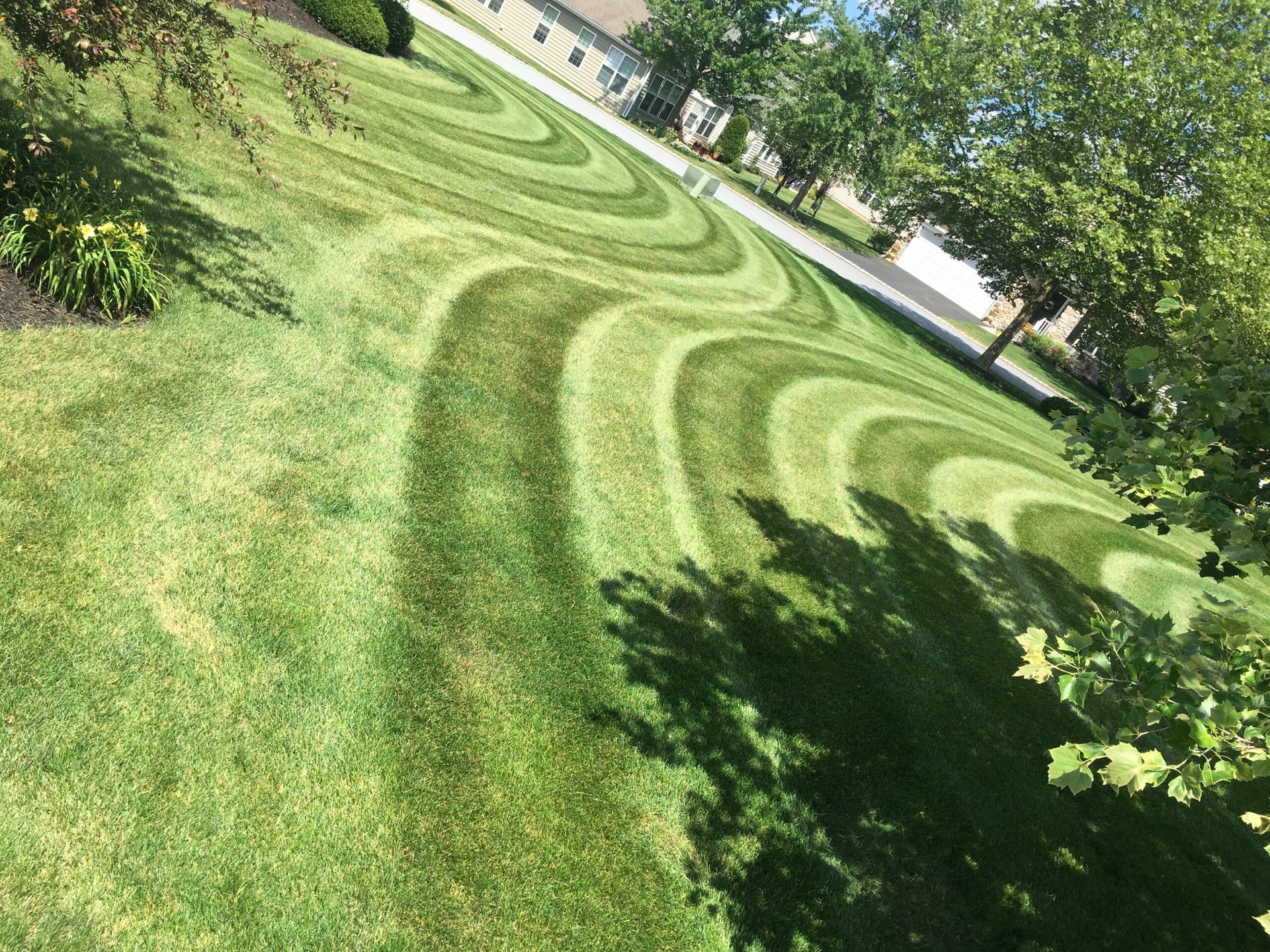 Lawn with alternating light and dark green mowing stripes beside leafy trees and a sidewalk