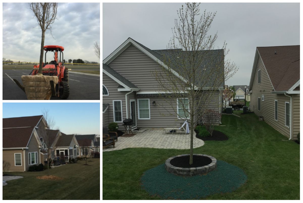 A tractor is carrying a tree in front of a house