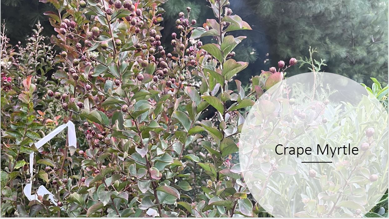 A grape myrtle tree with pink flowers and green leaves