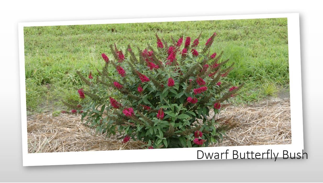 A picture of a dwarf butterfly bush with red flowers