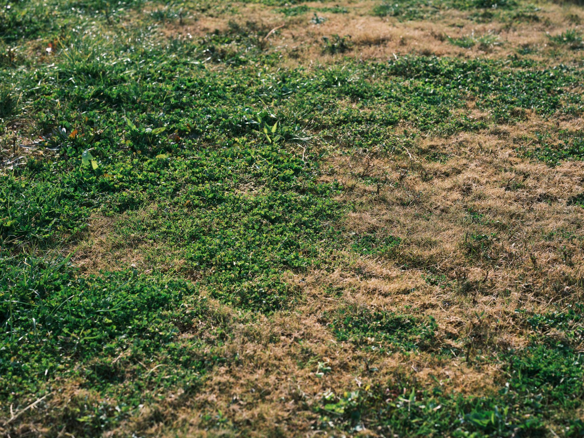 Patchy green and brown grass on the ground