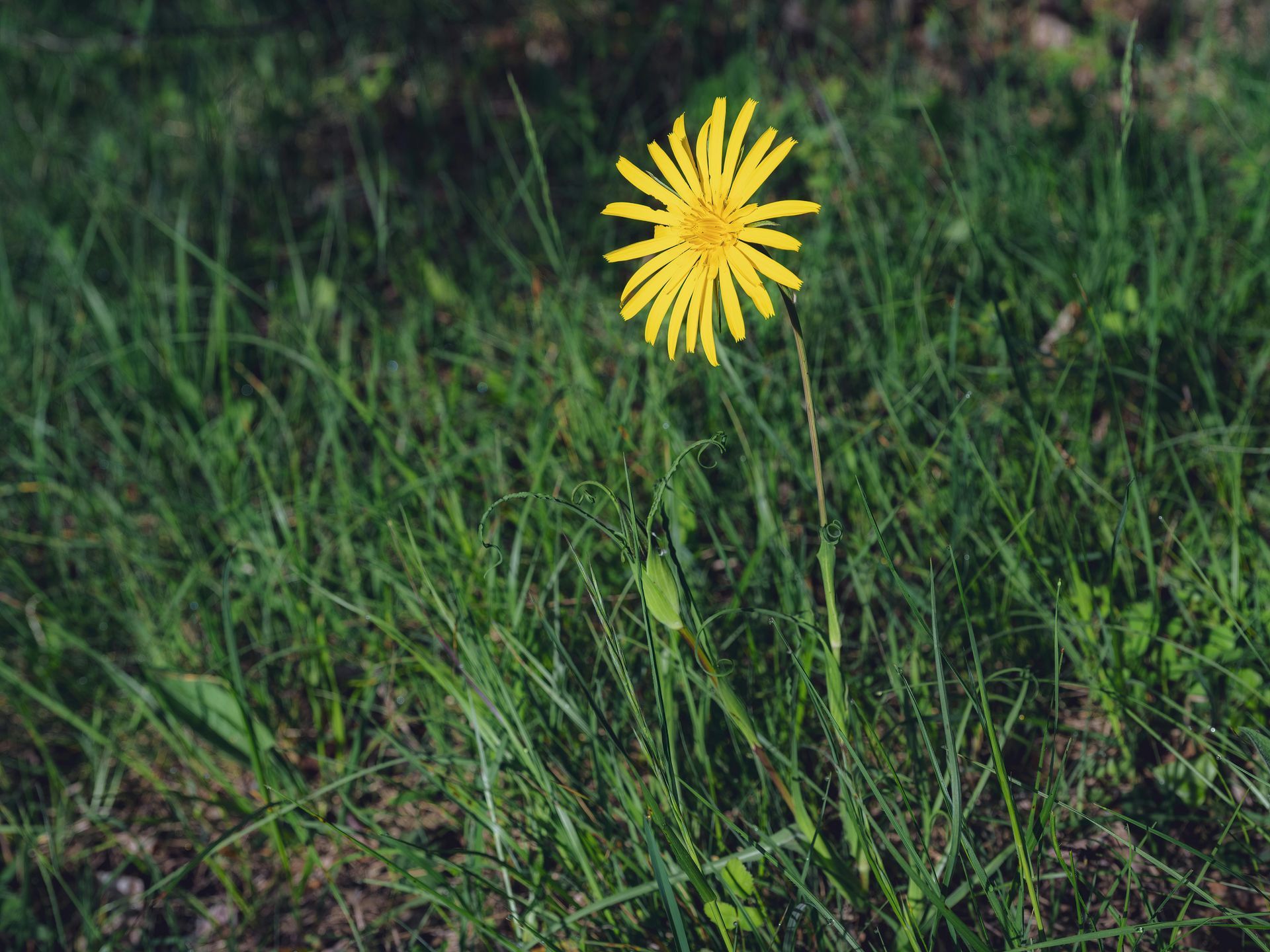 A single yellow flower is growing in the grass.