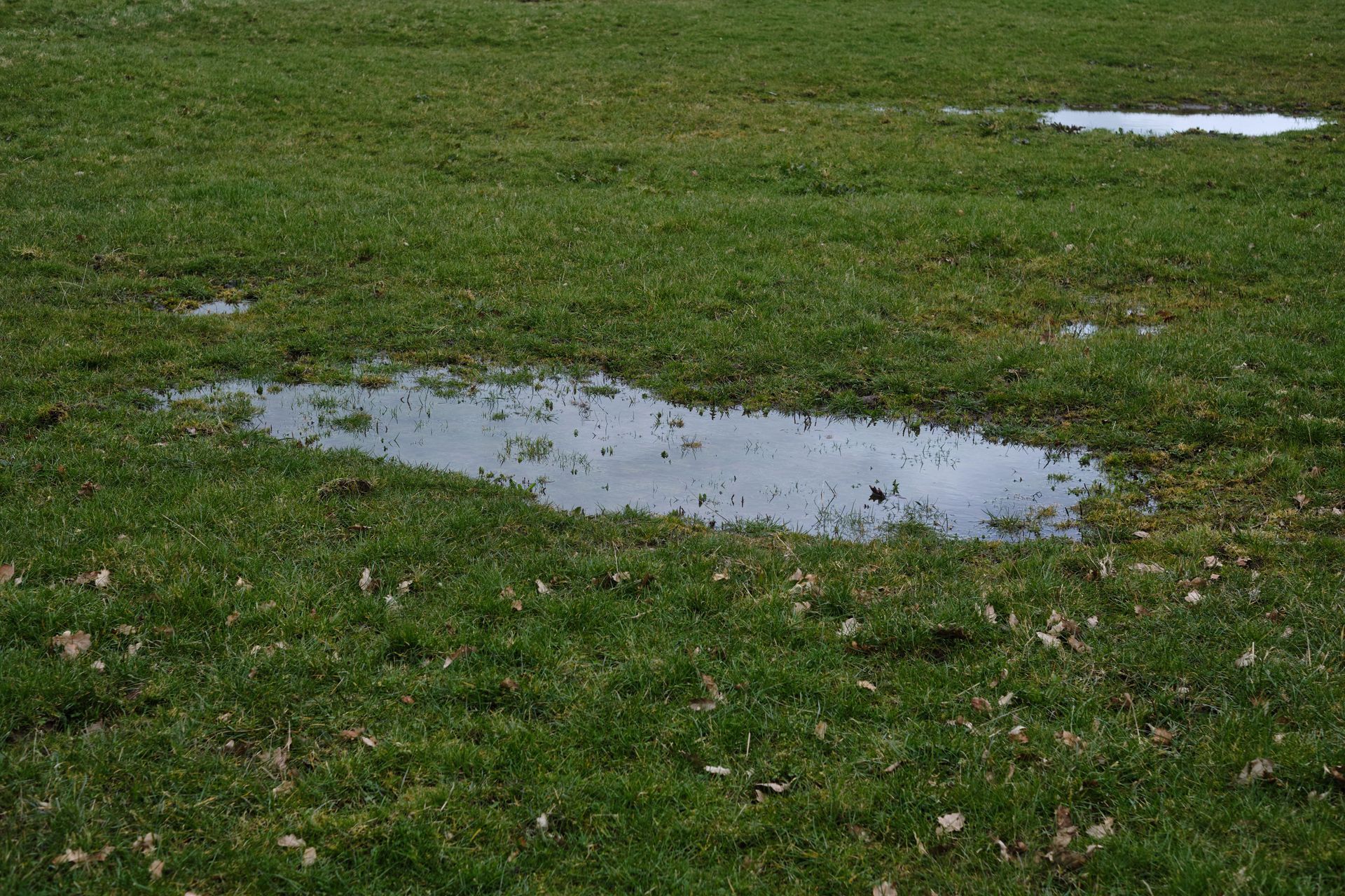 Water puddles on a grassy field with a few fallen leaves.