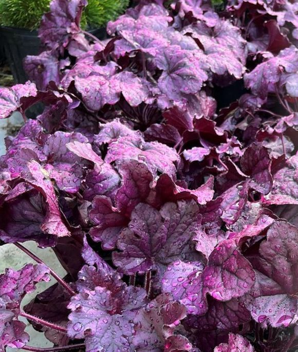 A close up of a purple plant with purple leaves.