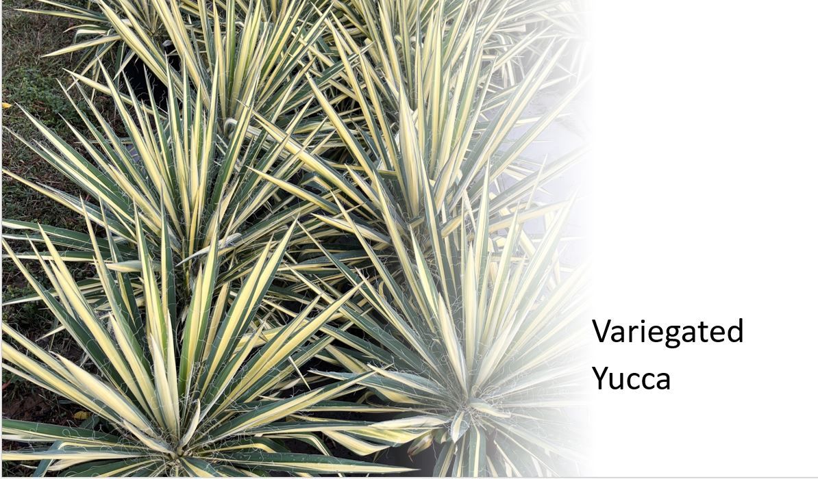 A close up of a variegated yucca plant with a white background.