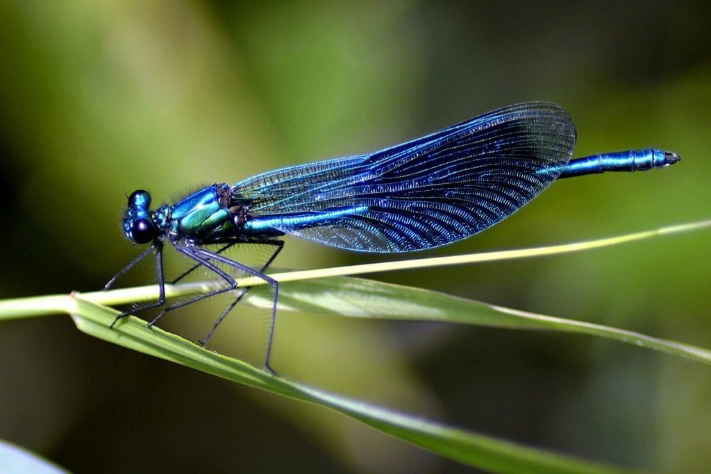 A blue dragonfly is sitting on a green leaf.