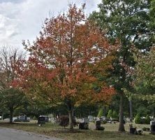 A tree with red leaves is in a cemetery.