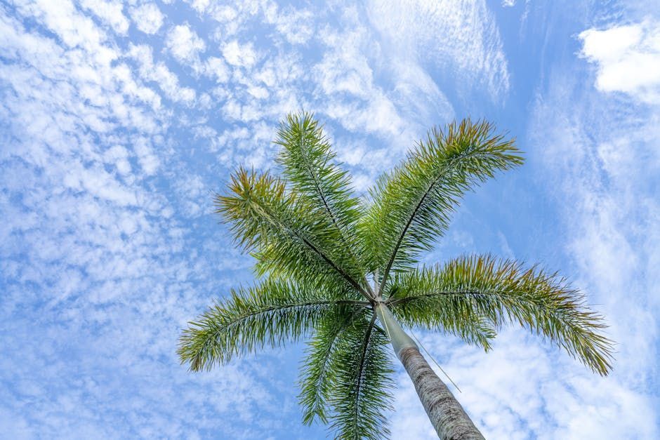 Cairns' Leading SEO Companies: Your Go-To List