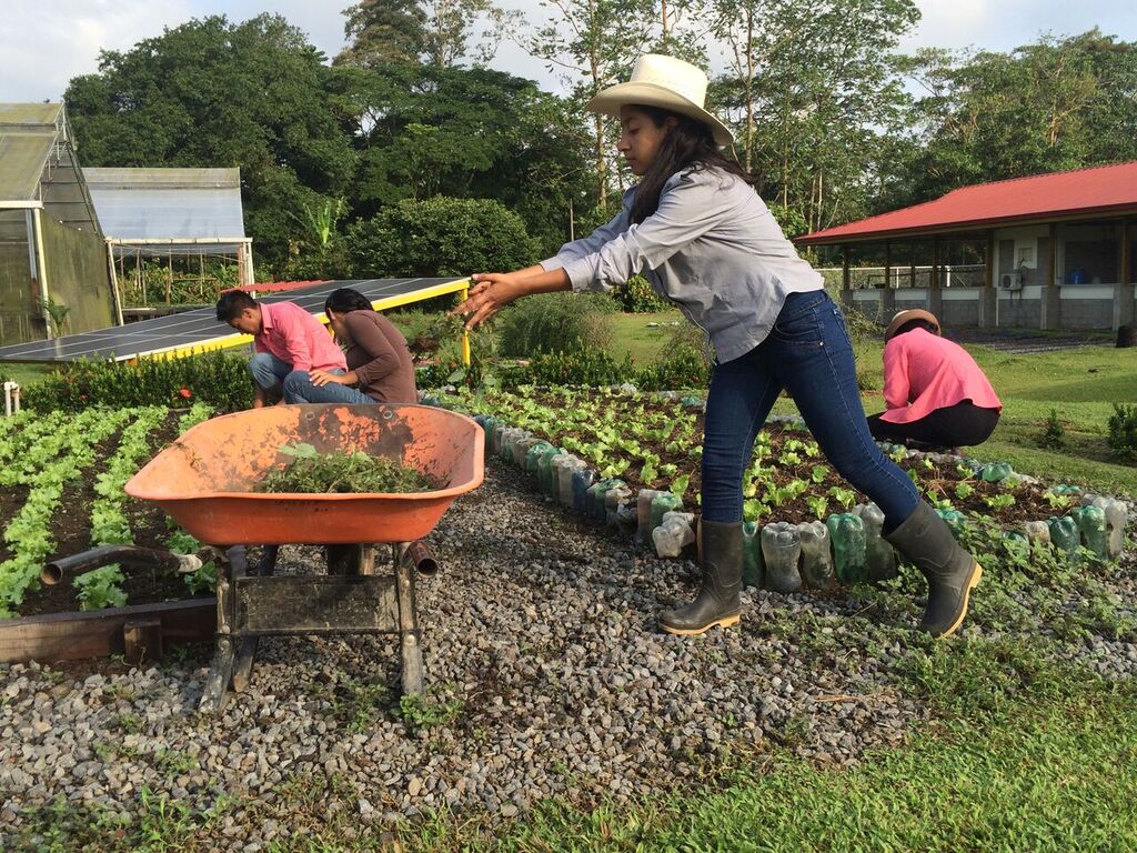 A woman is pushing a wheelbarrow in a garden.