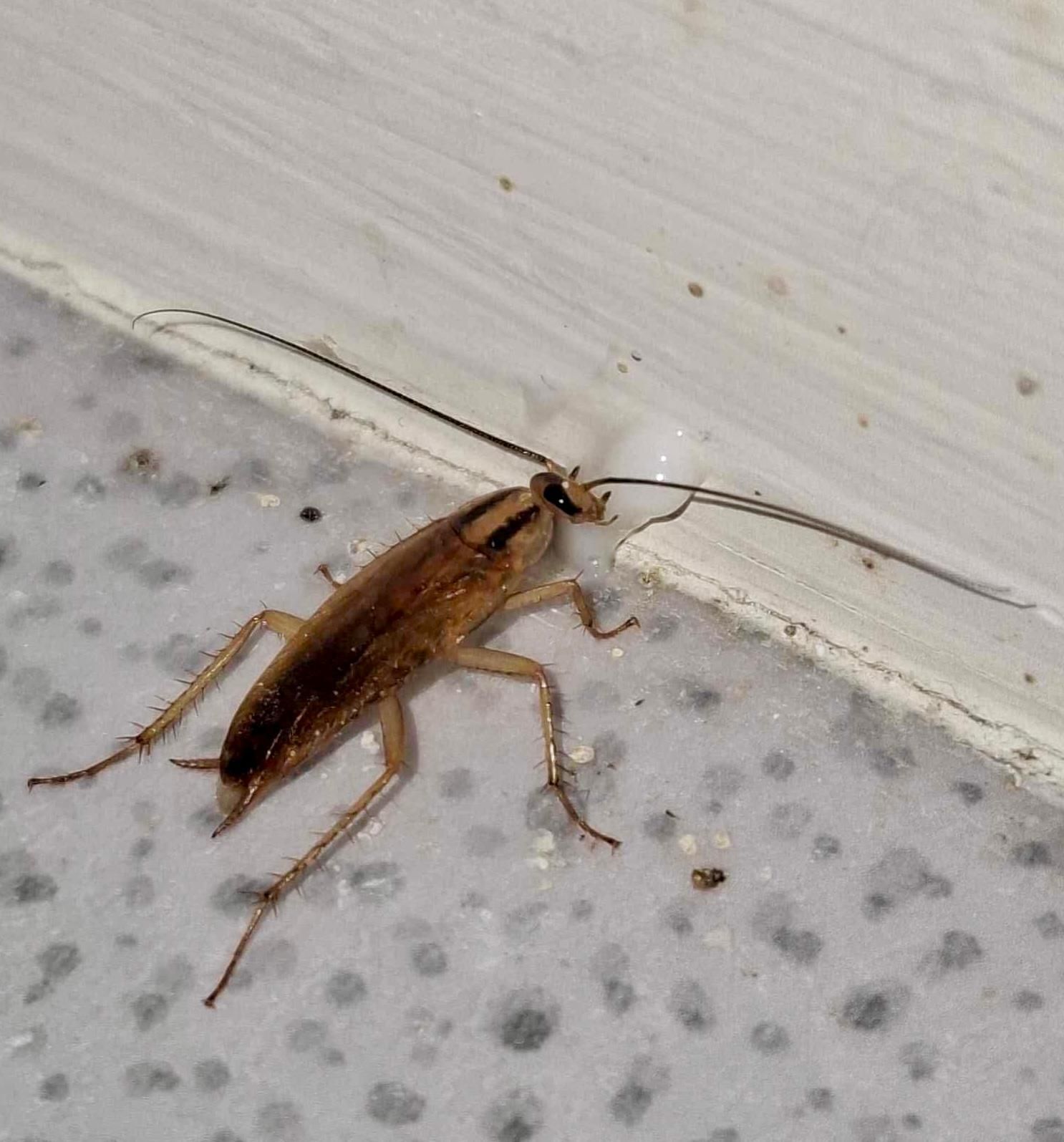 cafard qui mange un insecticide