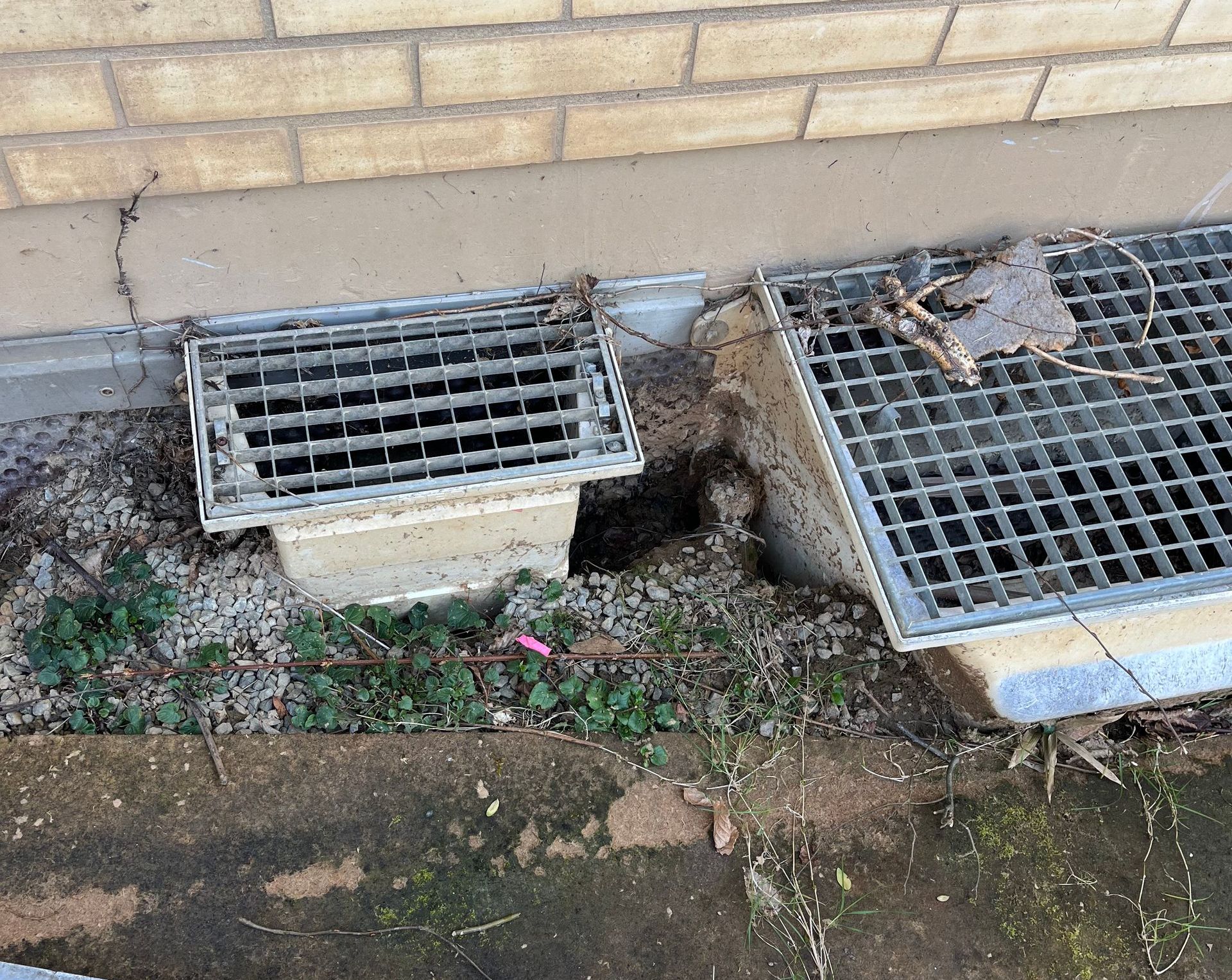 les rats peuvent causer de véritable tranchées pour accéder à leur nids, endommagé les structures bâtimentaires si rien n'est fait pour les éradiquer