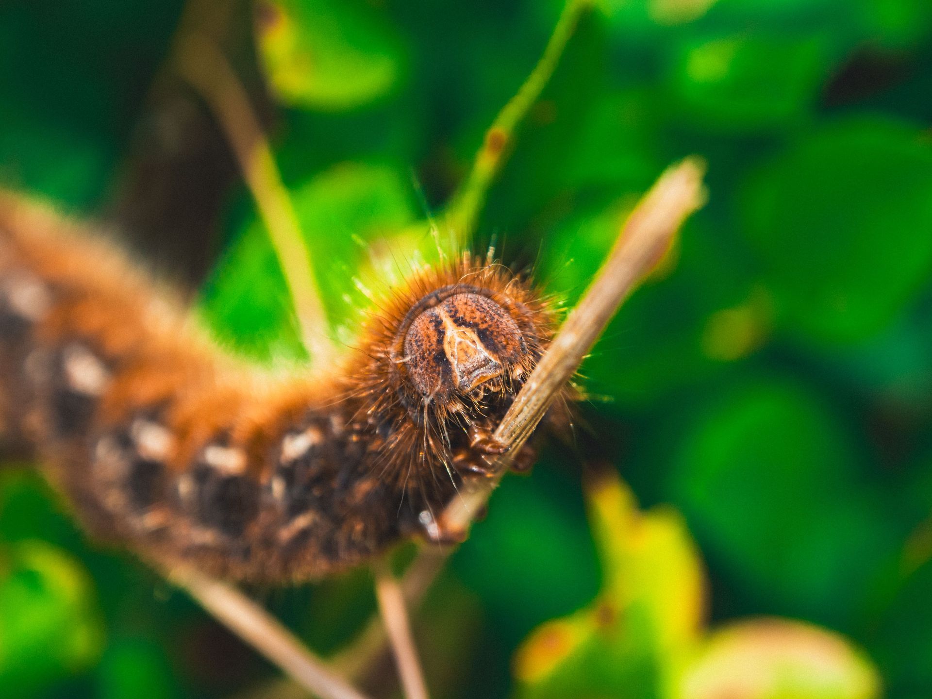 chenille processionnaire du pin