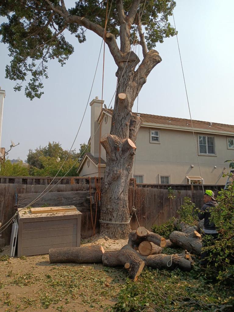 Trimming Big Tree Branch — Belmont, CA — ASG Complete Landscape