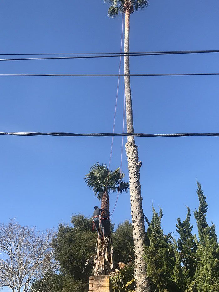 Tree Care — Belmont, CA — ASG Complete Landscape