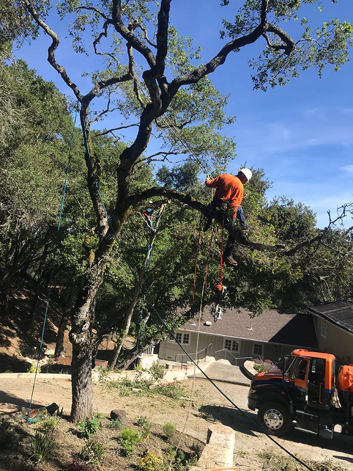 Tree Work — Belmont, CA — ASG Complete Landscape
