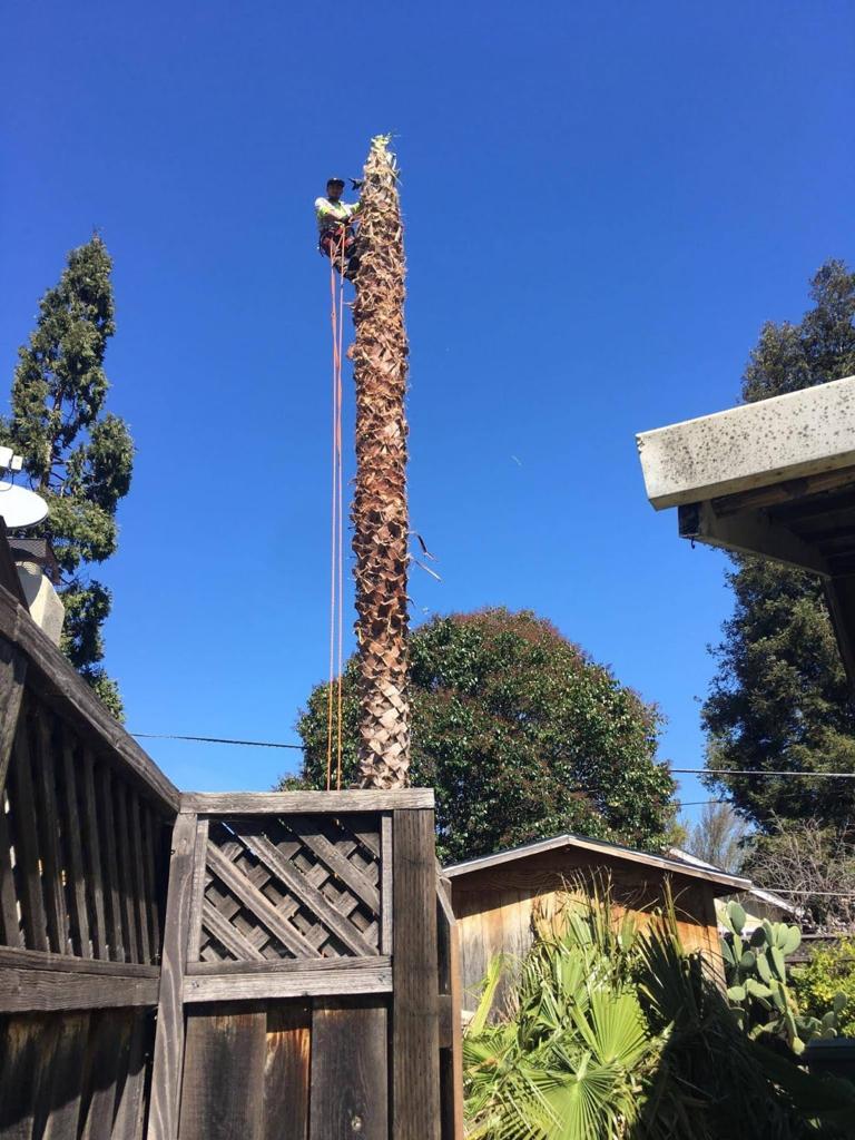 Tree Trimmed — Belmont, CA — ASG Complete Landscape
