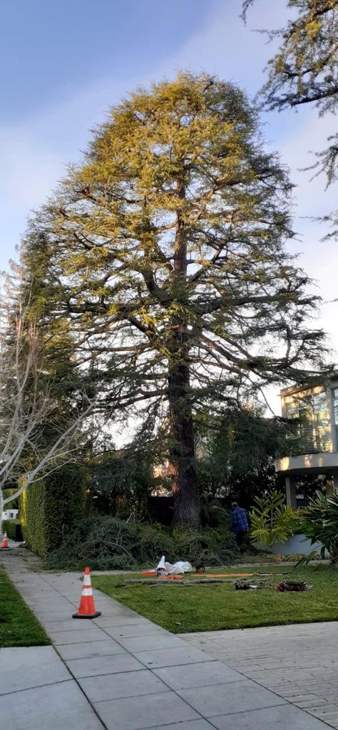 Big Tree — Belmont, CA — ASG Complete Landscape
