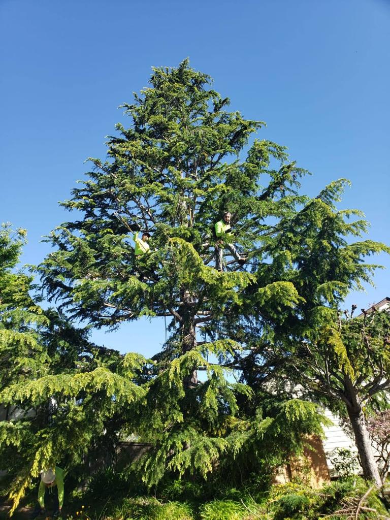 Tree Trimming — Belmont, CA — ASG Complete Landscape