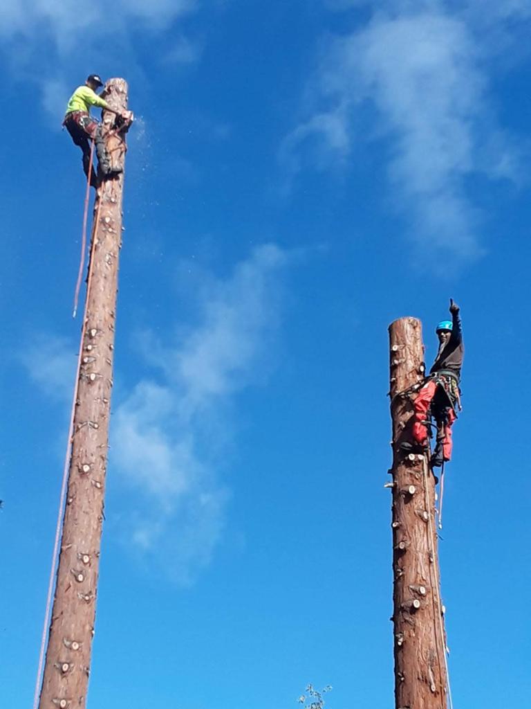 Tree Service — Belmont, CA — ASG Complete Landscape