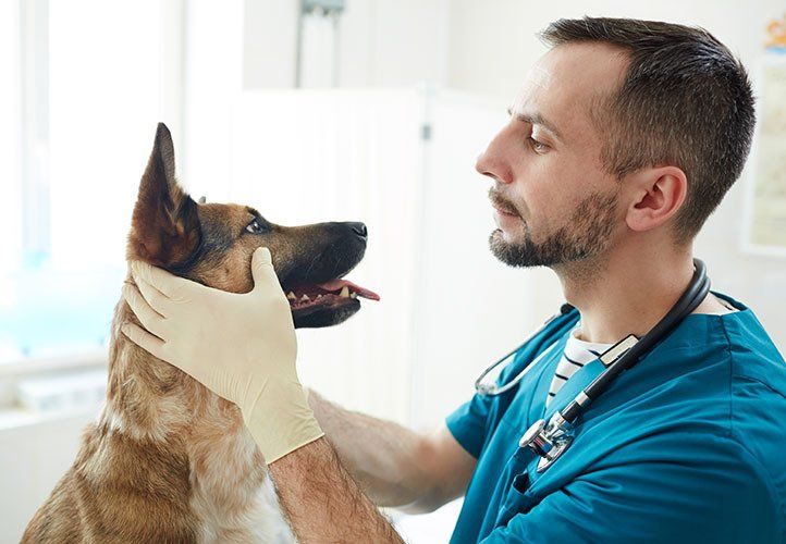 Vet’s Help