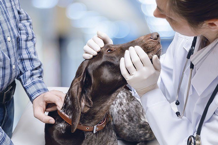 Vet’s Help
