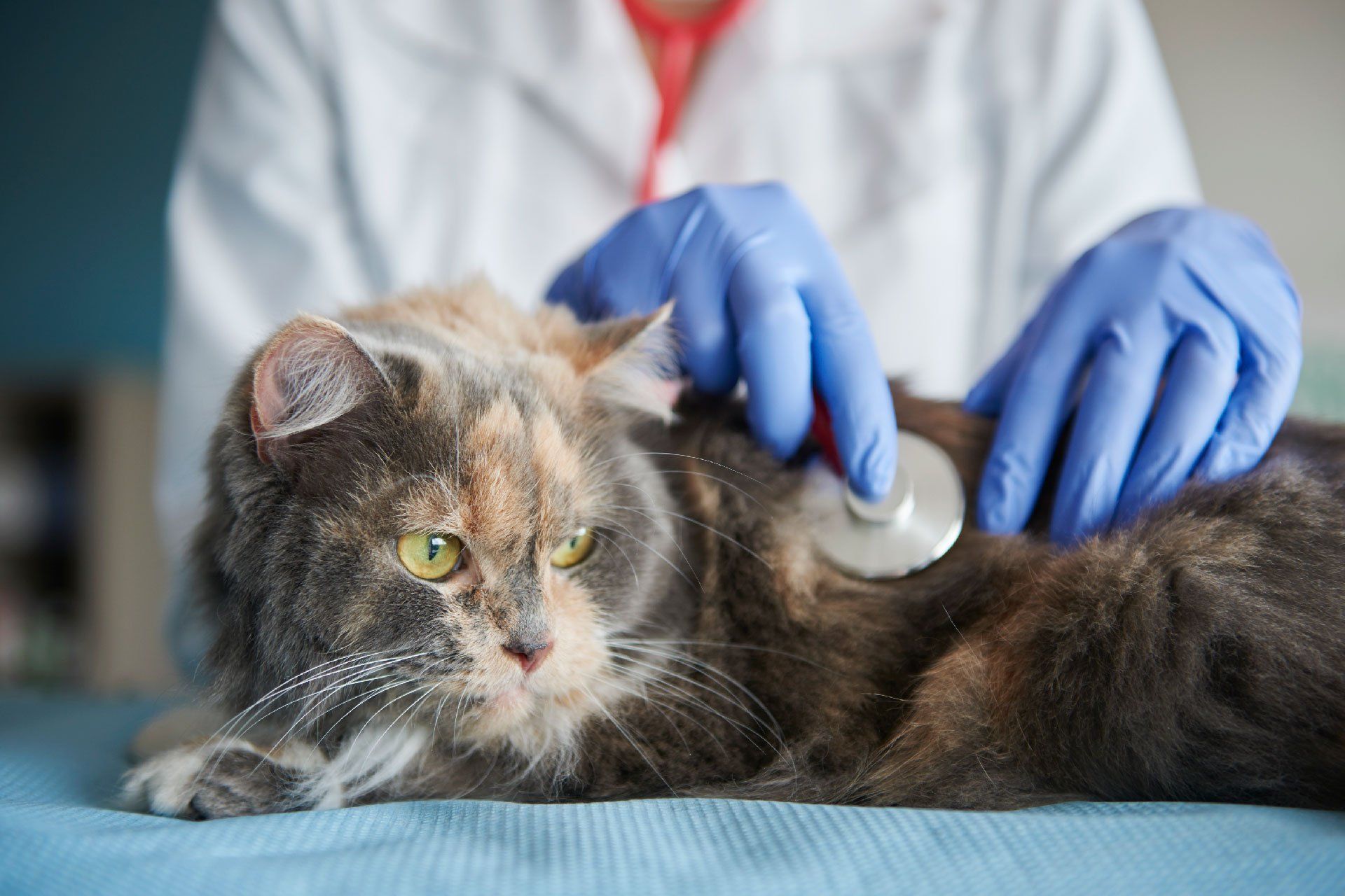 Vet’s Help